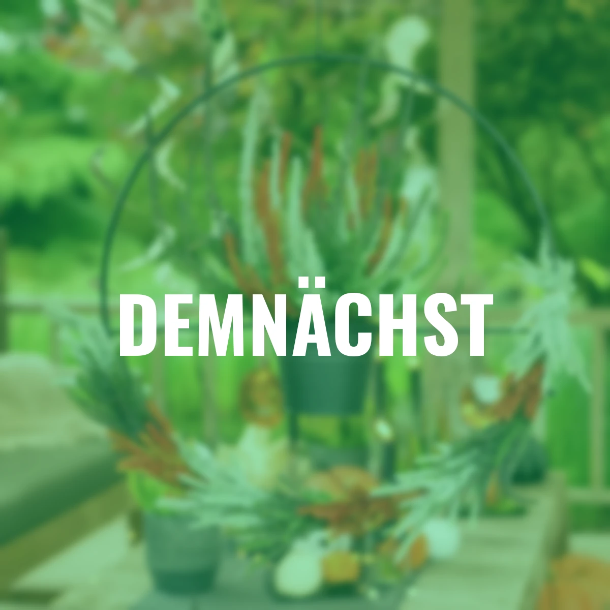 Knospenheide Gardengirls® Halloween Girls®