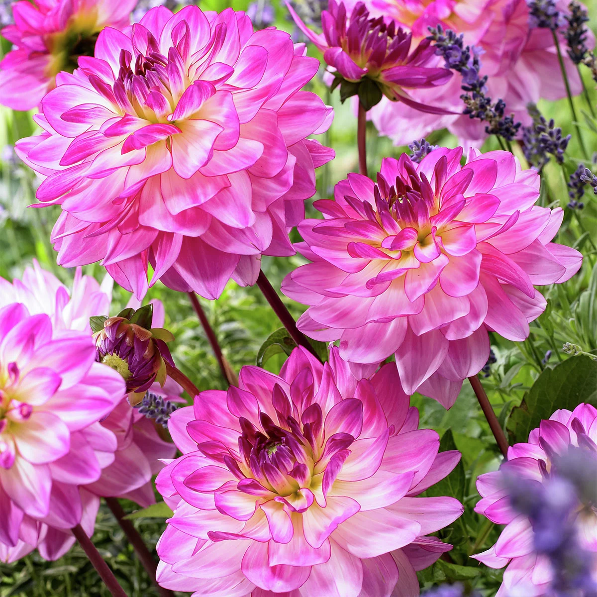 Schmuckdahlie Sincerity