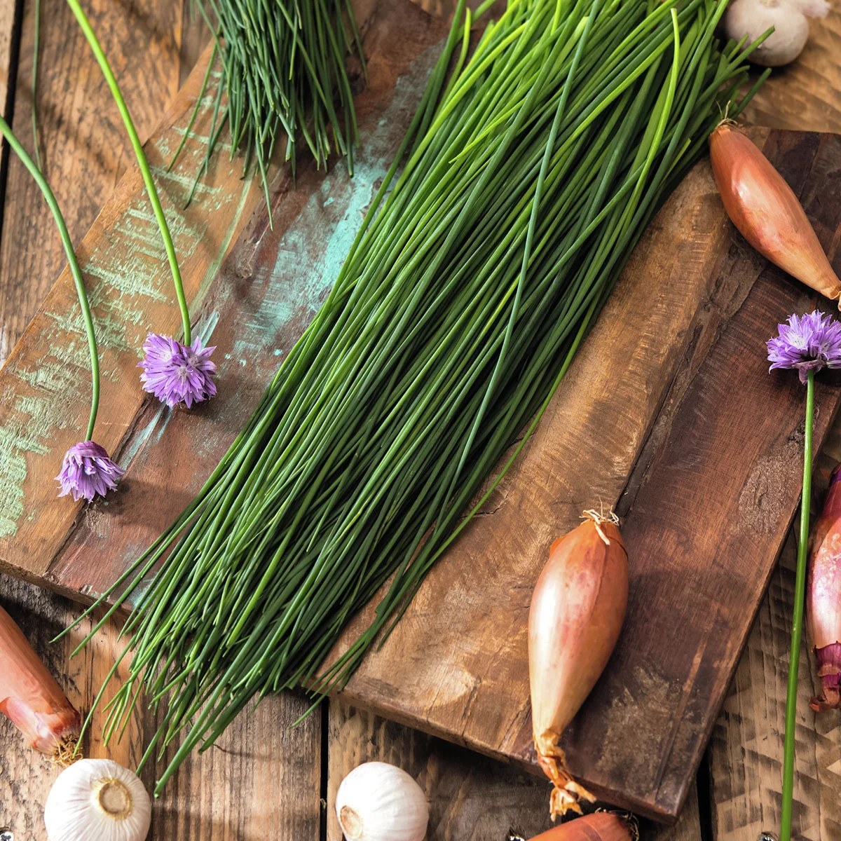 Kräuterpflanze Schnittlauch