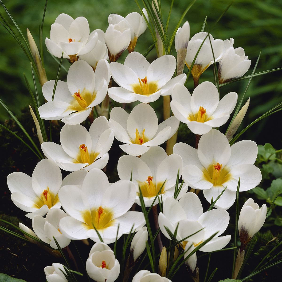 Wildkrokus Ard Schenk