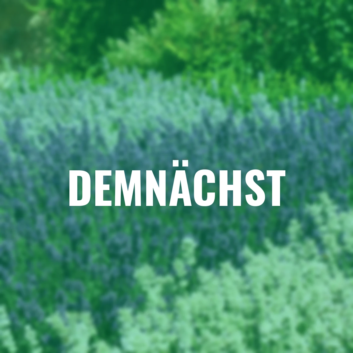 Englischer Lavendel Elizabeth