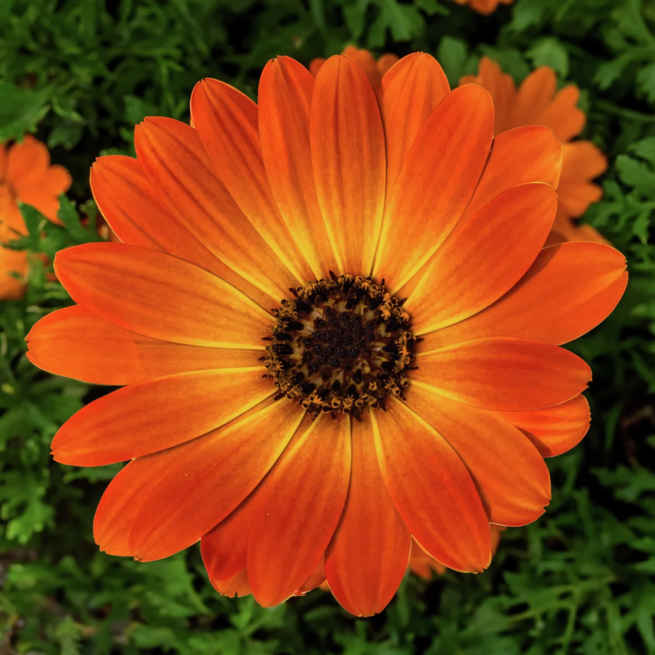 Kapkörbchen, orange