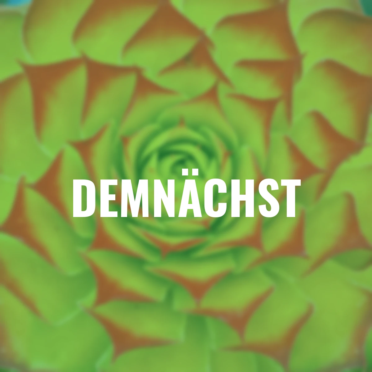 Hauswurz Chick Charms® Gold Nugget