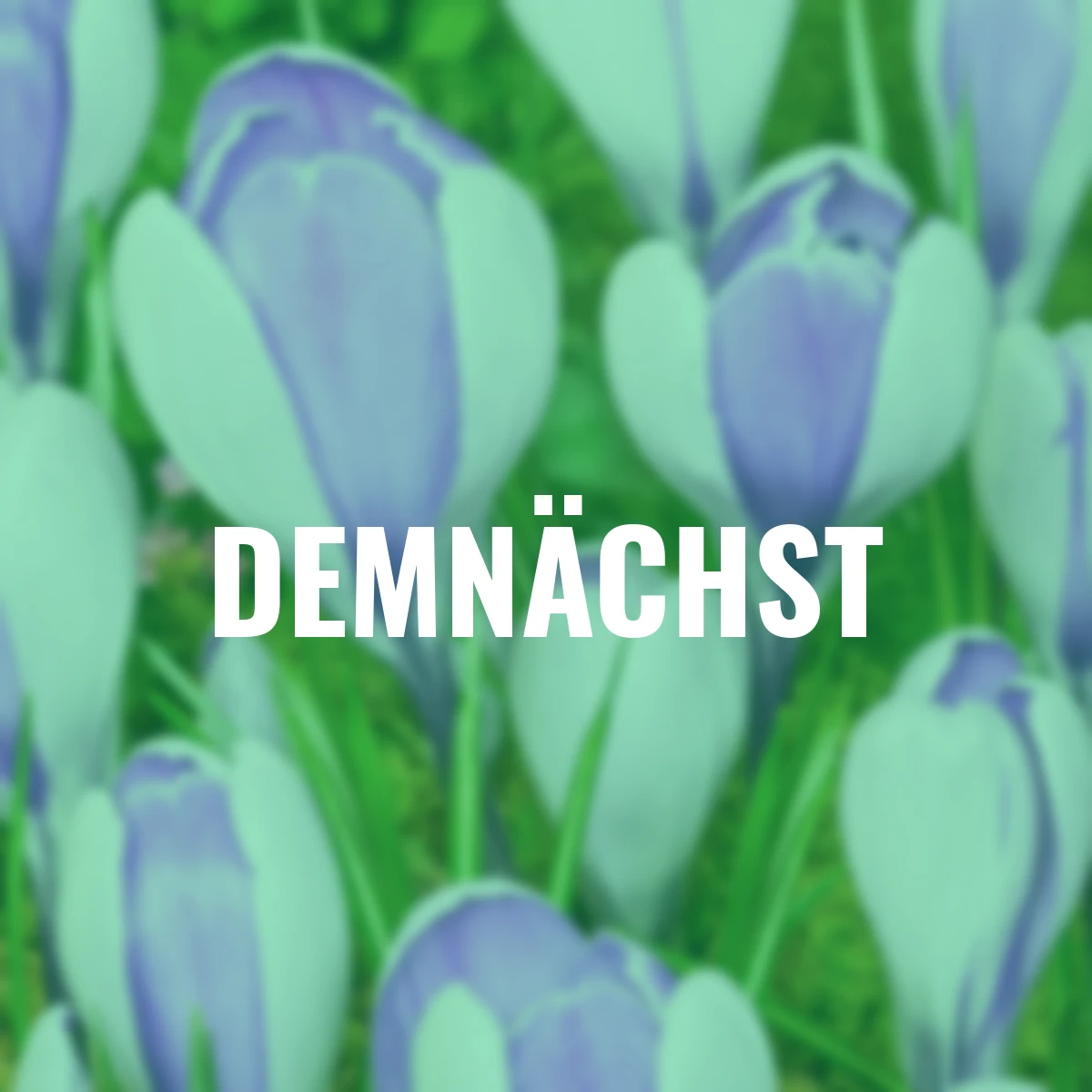 Krokus Vernus Whale Shark