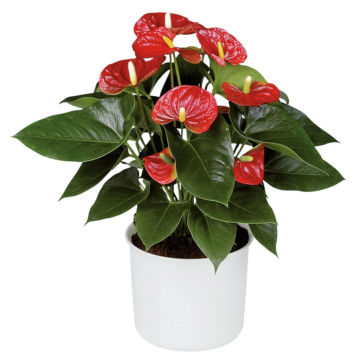 Rote Flamingoblume, im ca. 14 cm-Topf