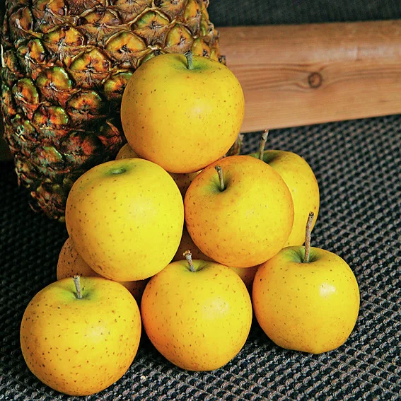 Säulen-Apfel Ananasrenette