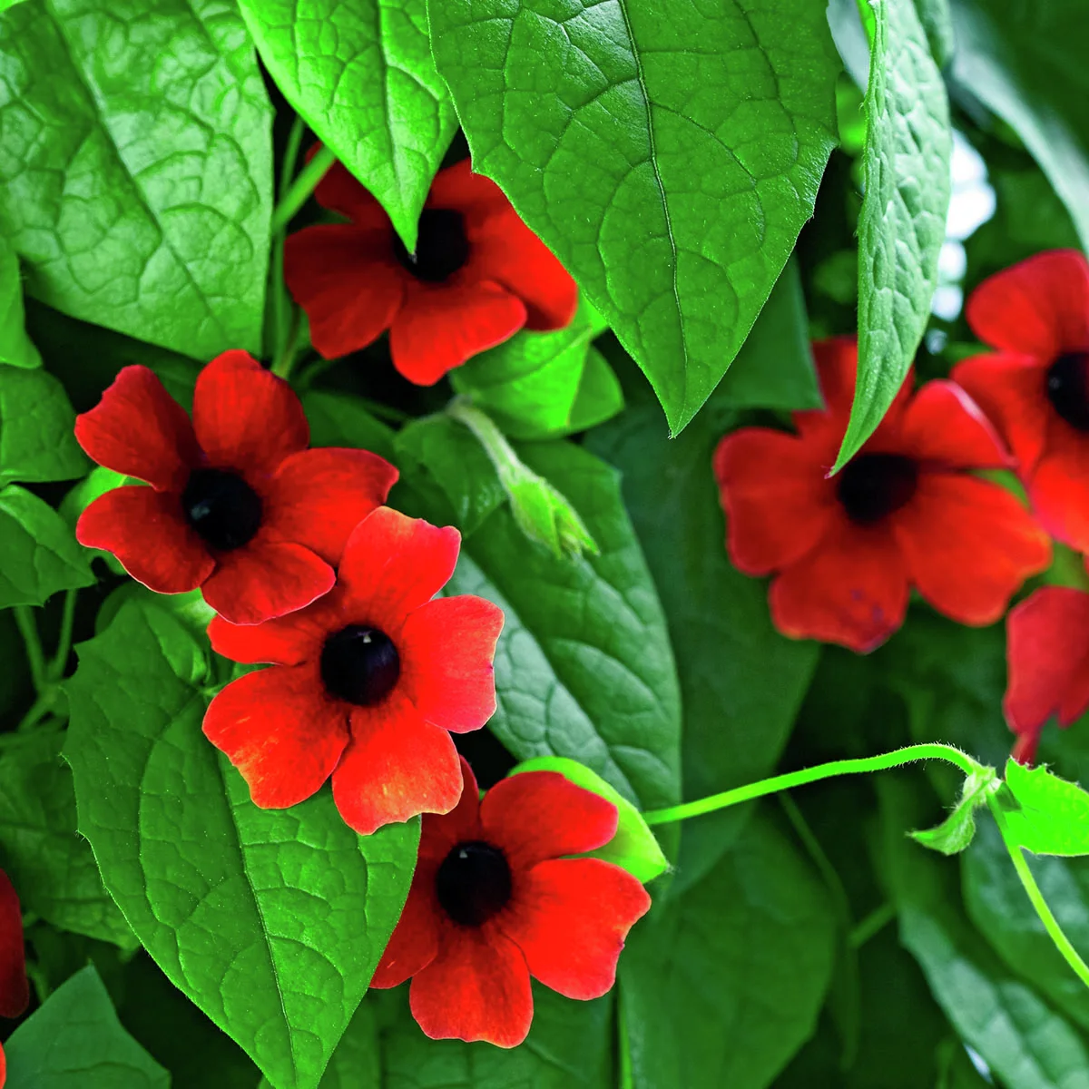 Schwarzäugige Susanne, rot