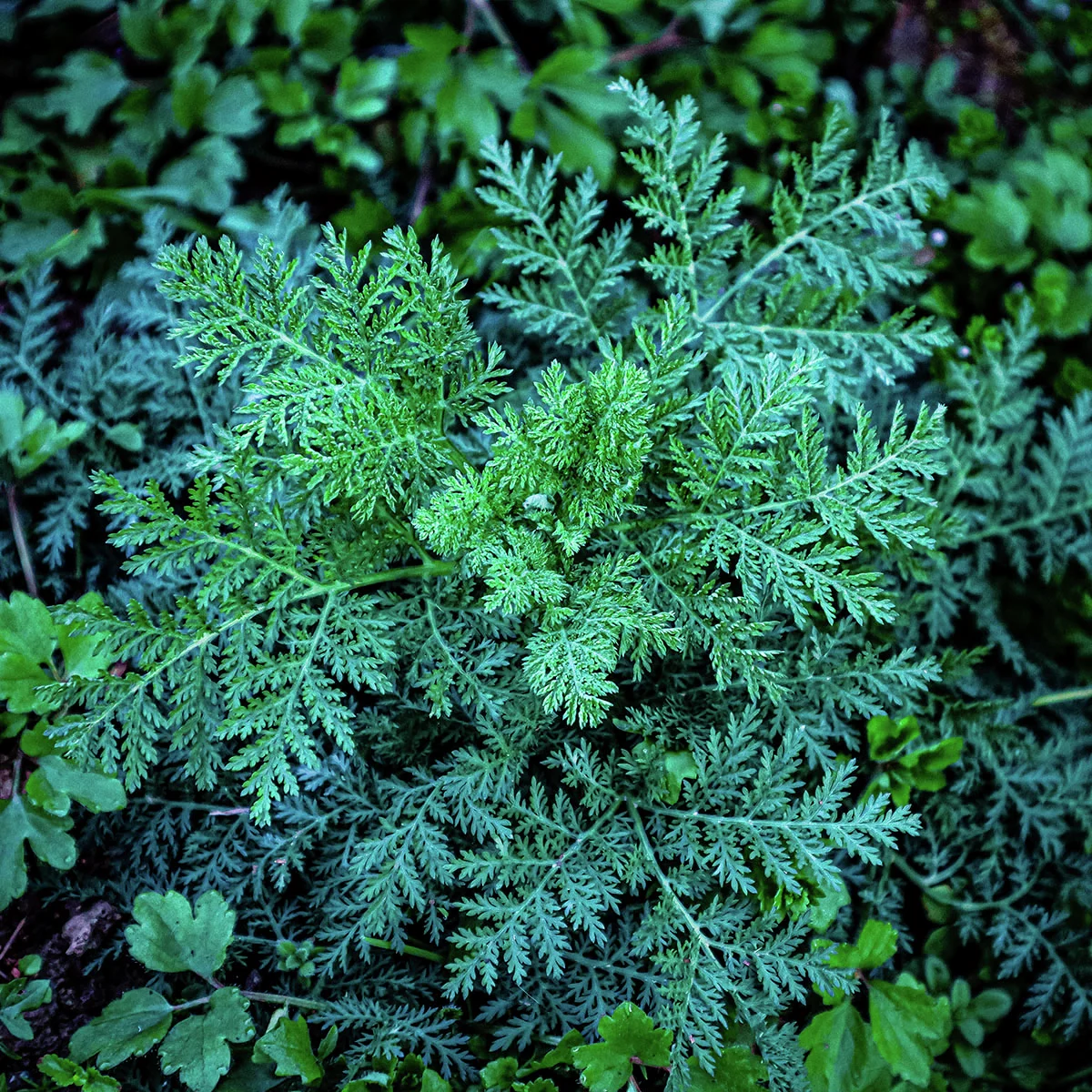 Chinesischer Beifußsamen Qing Hao