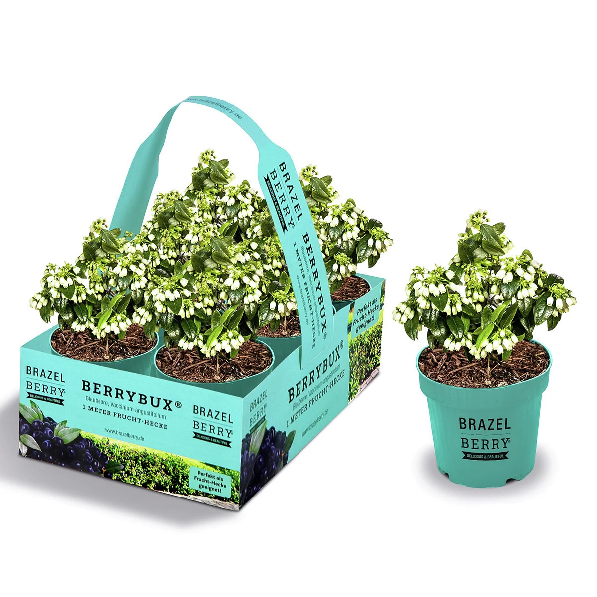 Heidelbeere BrazelBerry® Berry Bux® - im ca. 11 cm-Topf