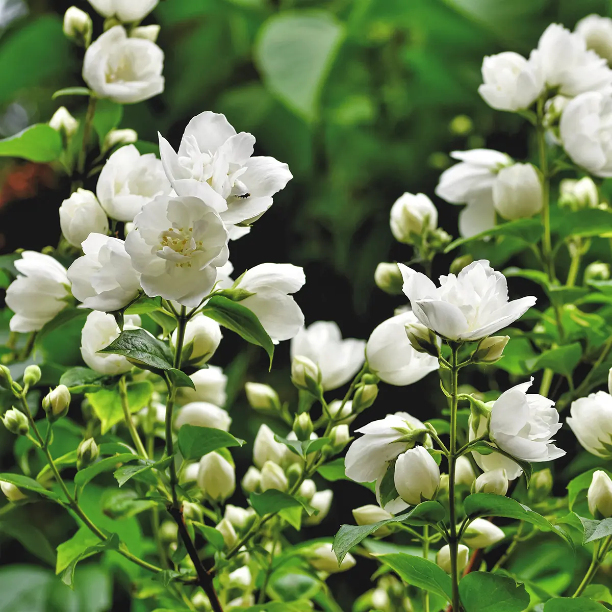 Gefüllter Duftjasmin