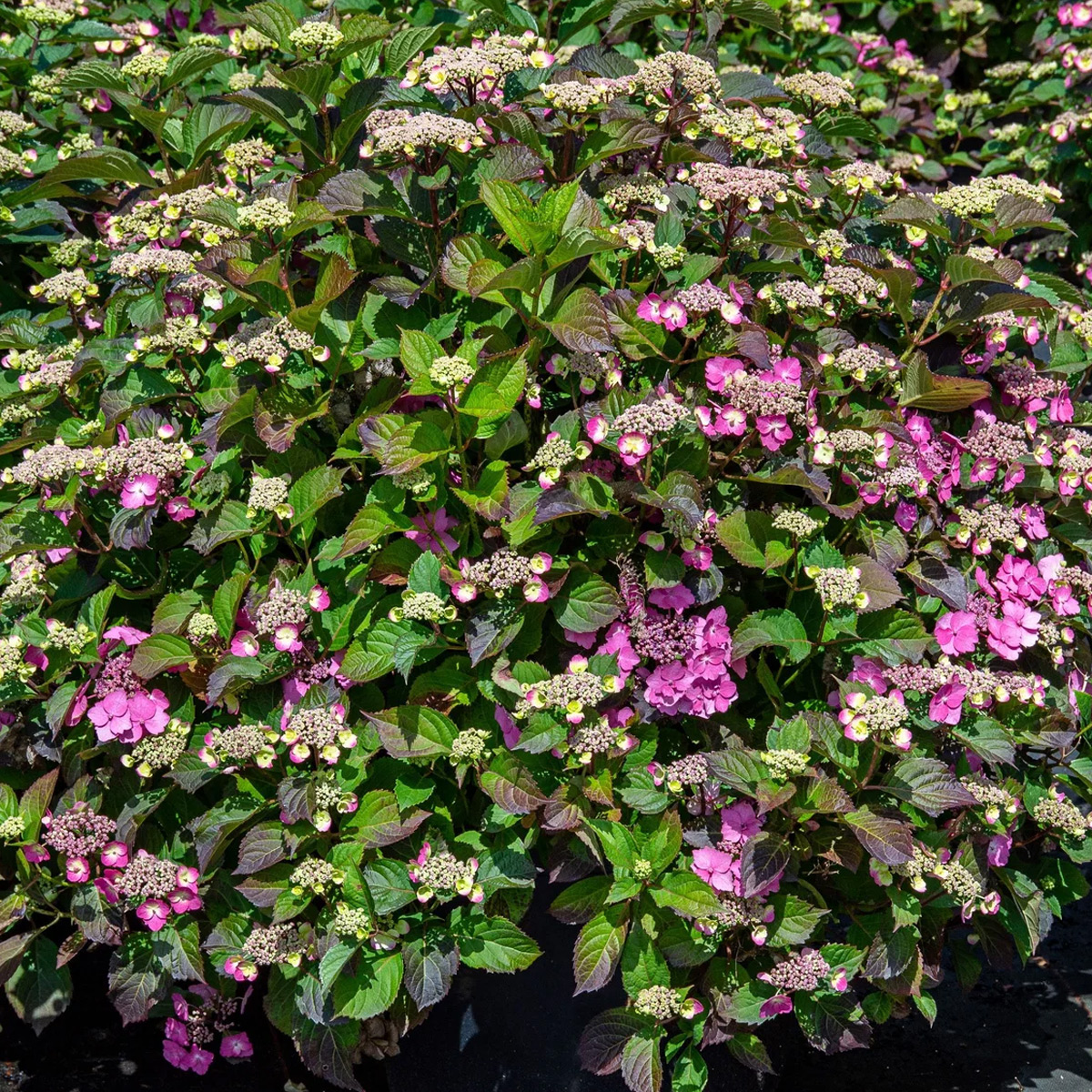 Tellerhortensie PROVEN WINNERS® Cotton Candy 