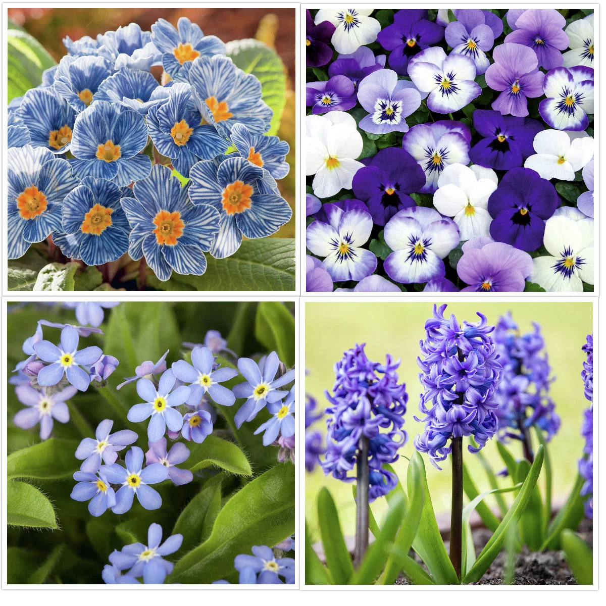 Frühblüher-Set Blauer Frühling