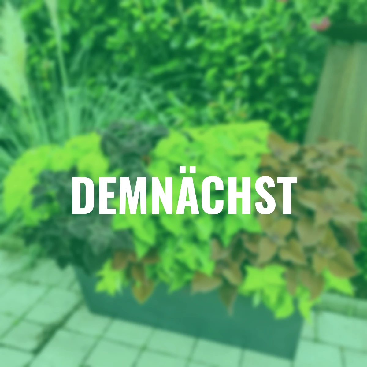 Sommerblumen-Set Buntnesseln