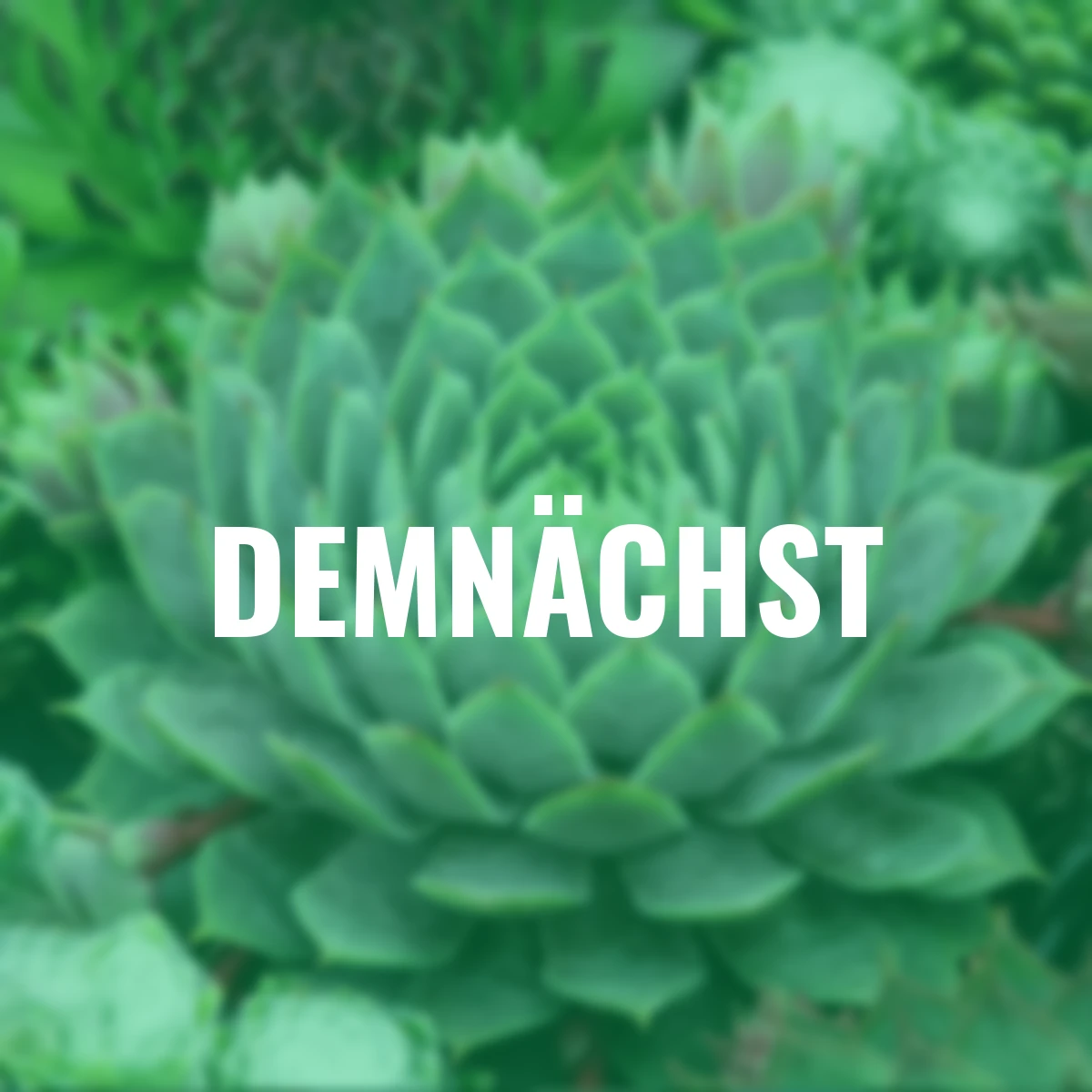 Hauswurz Chick Charms® Berry Blues