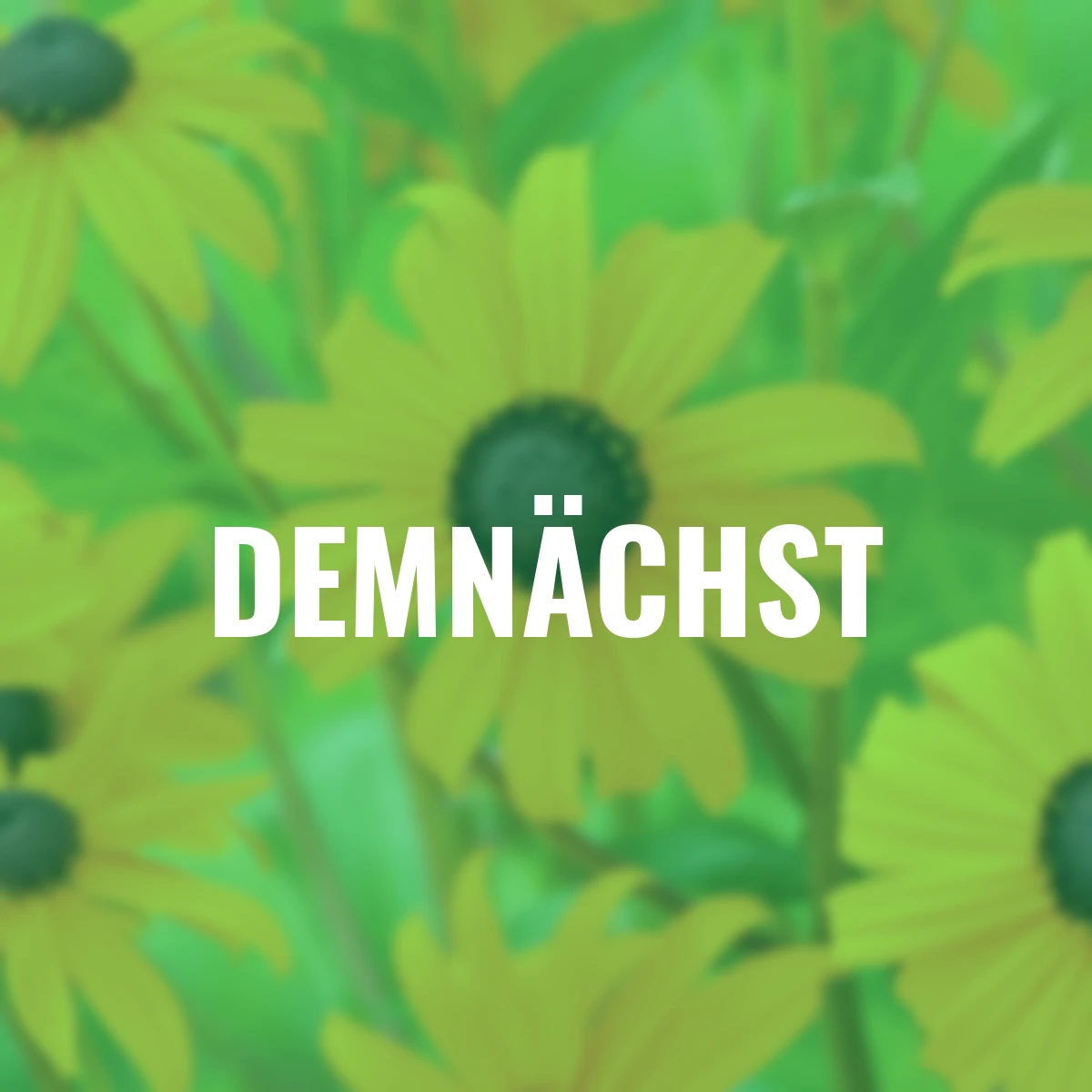 Leuchtender Sonnenhut Goldsturm, XXL-Qualität