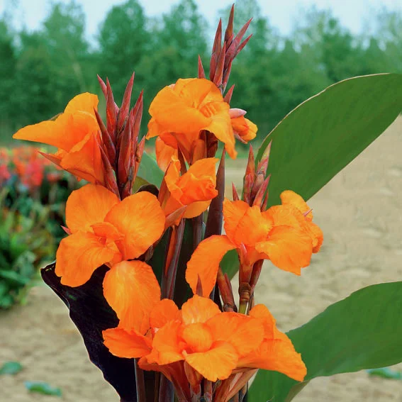 Canna Liberte (Indisches Blumenrohr)
