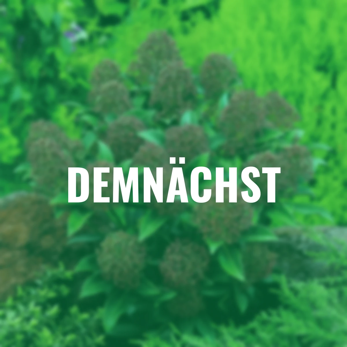 Japanische Blütenskimmie Rubella, im ca. 13 cm-Topf