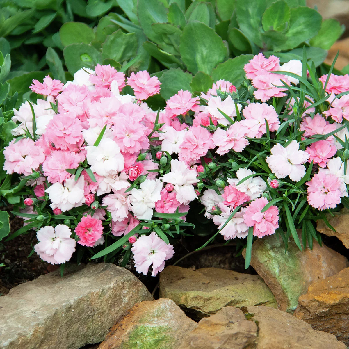 Federnelke, rosa-weiß