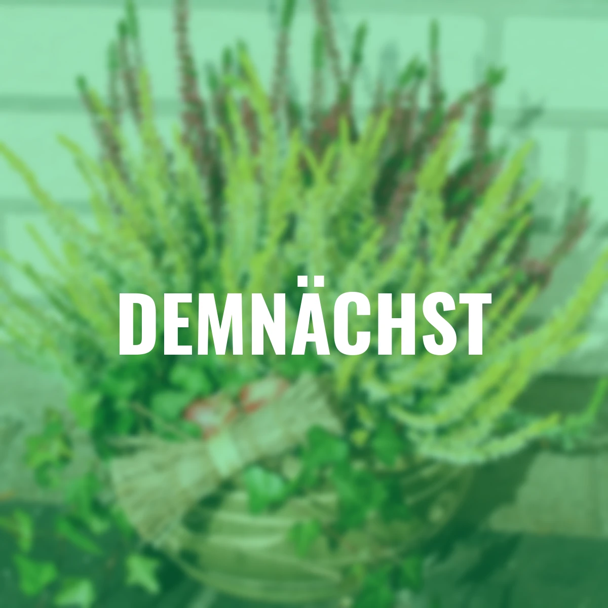 Knospenheide Gardengirls®, gelbweiß