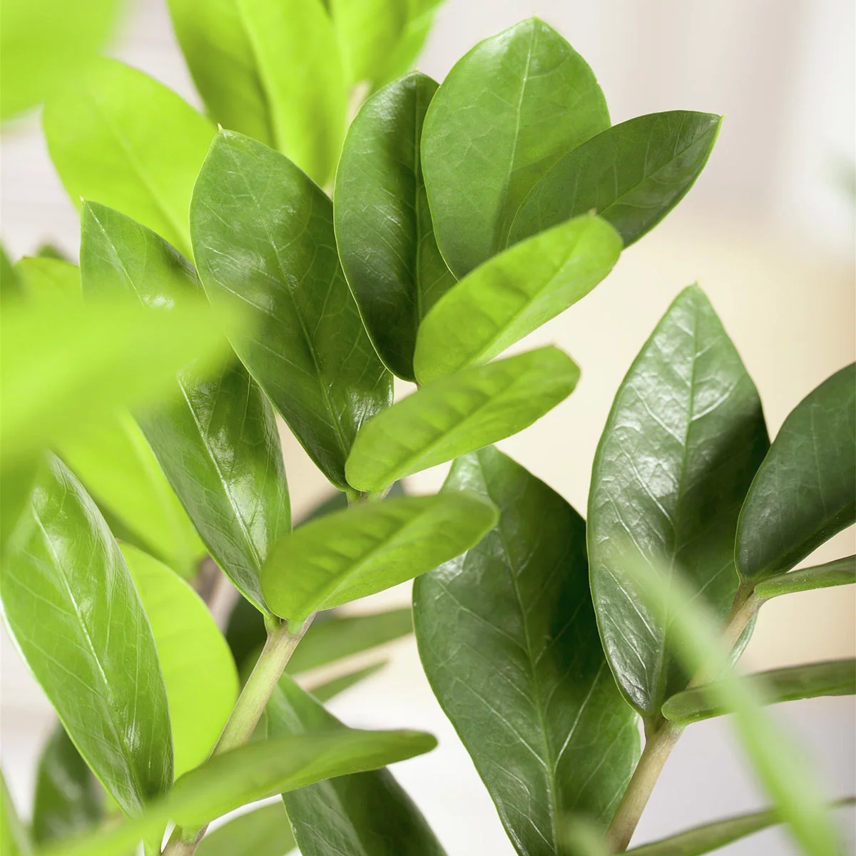 Glücksfeder , Höhe ca. 30-50 cm