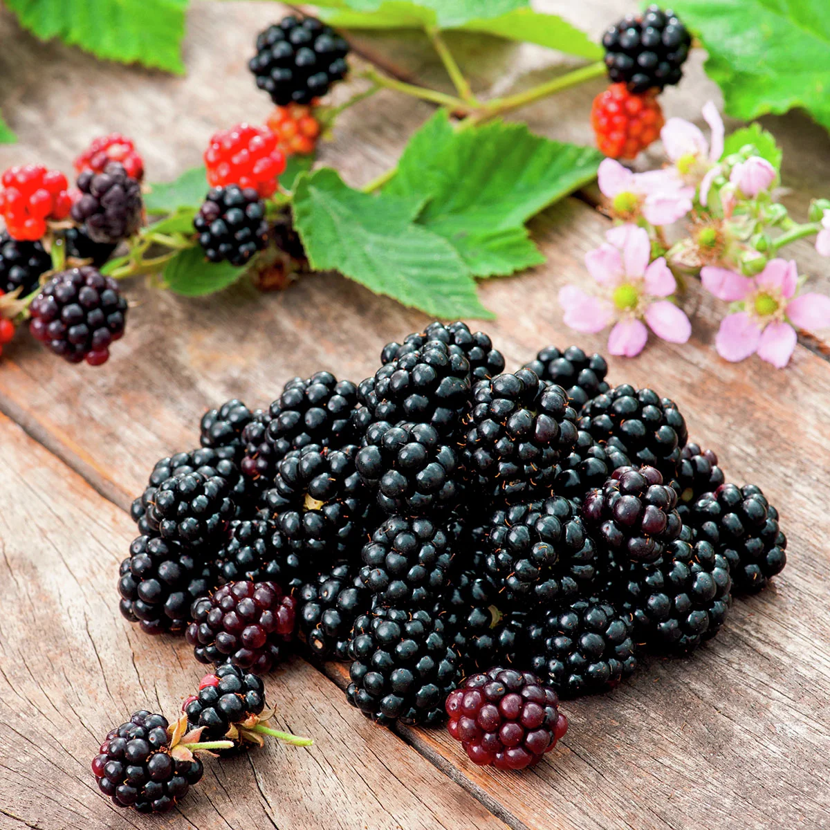 Zucker-Brombeere Asterina®