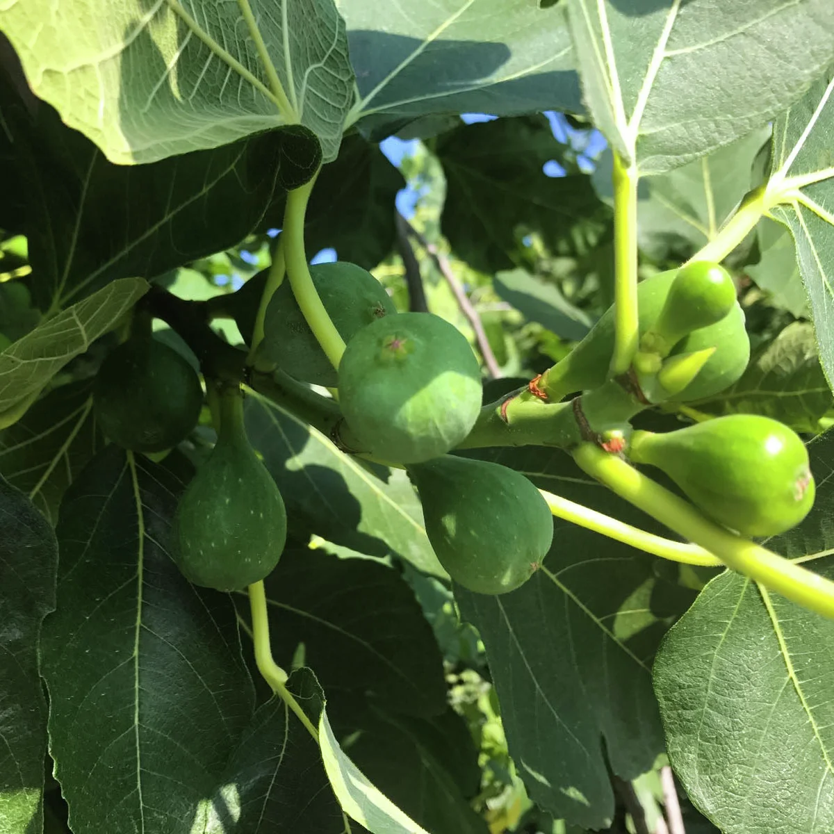 Feige Firoma