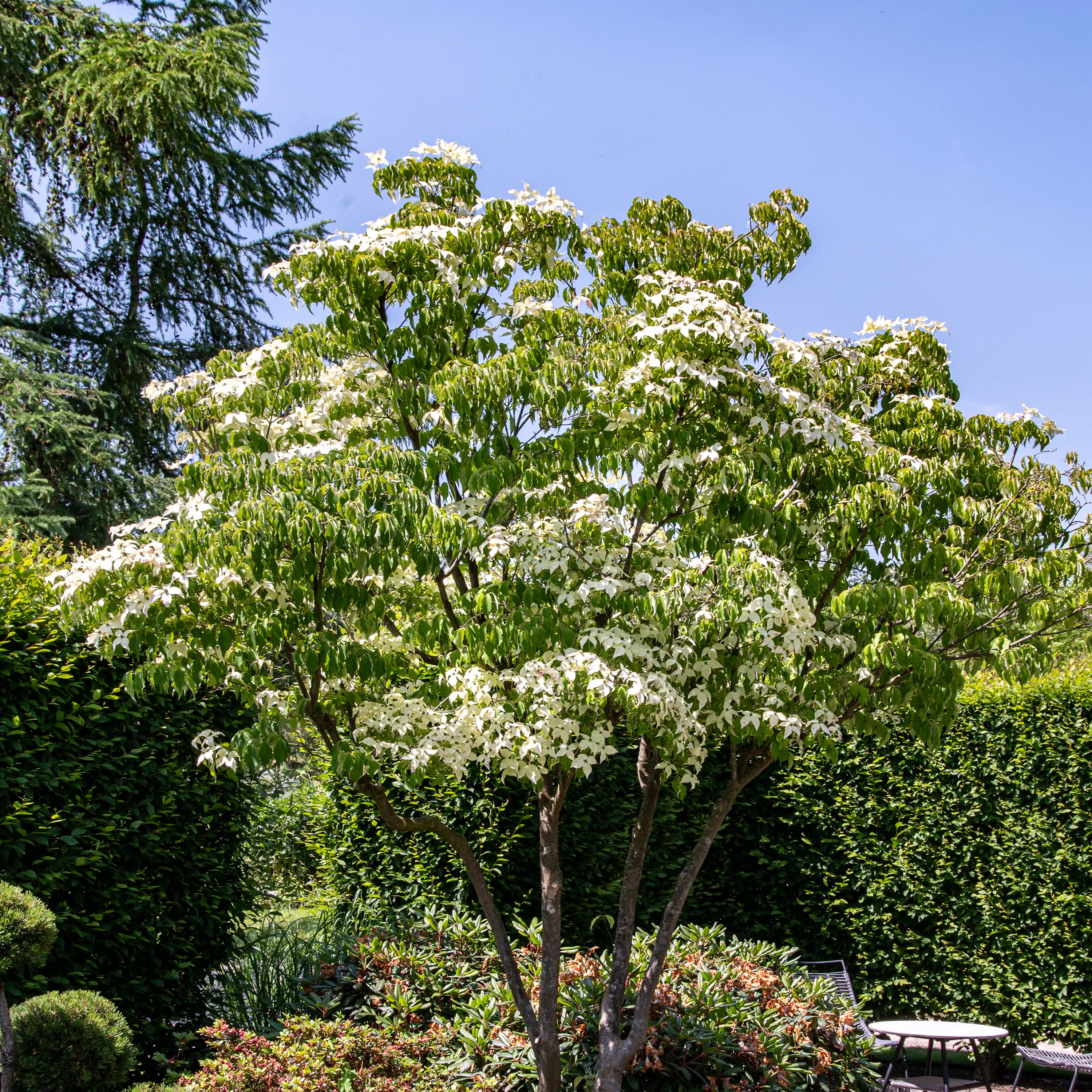 Chinesischer Blumenhartriegel