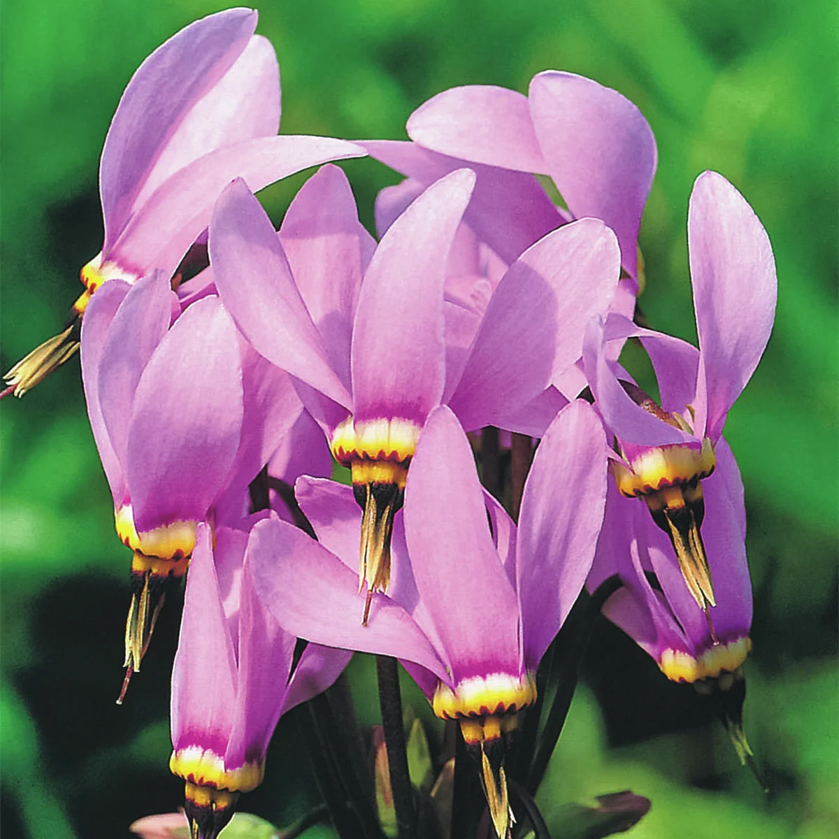Götterblume