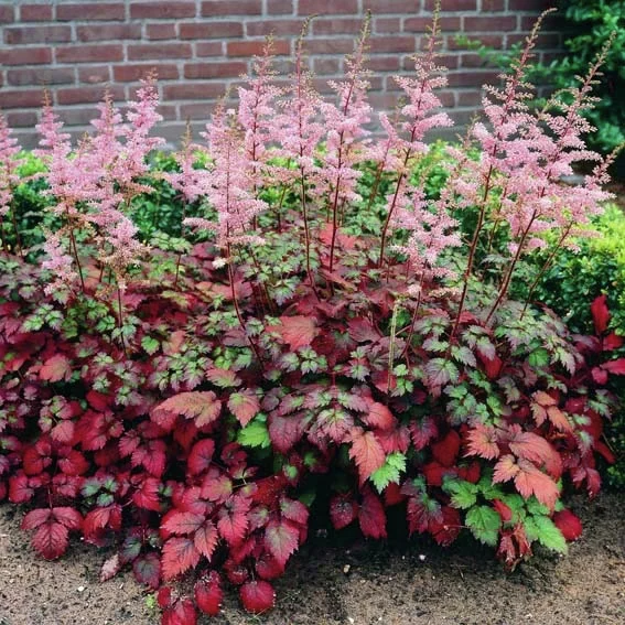 Prachtspiere Color Flash