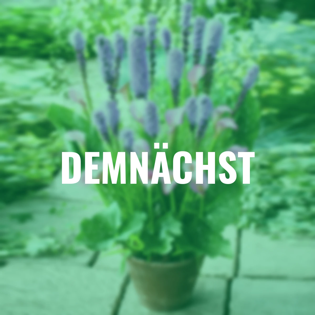 Pflanz-Tray Calla & Prachtscharte