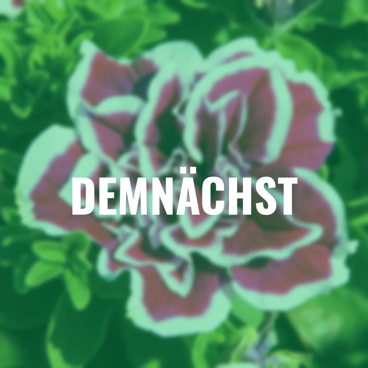 Rosenpetunie Sweet Sunshine® Magenta Picotee