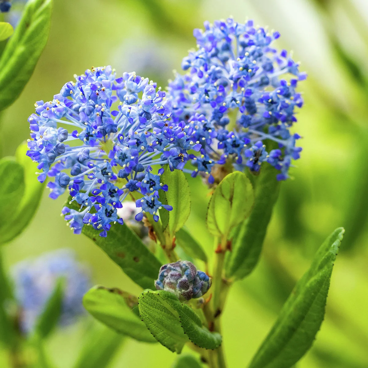 Säckelblume Victoria