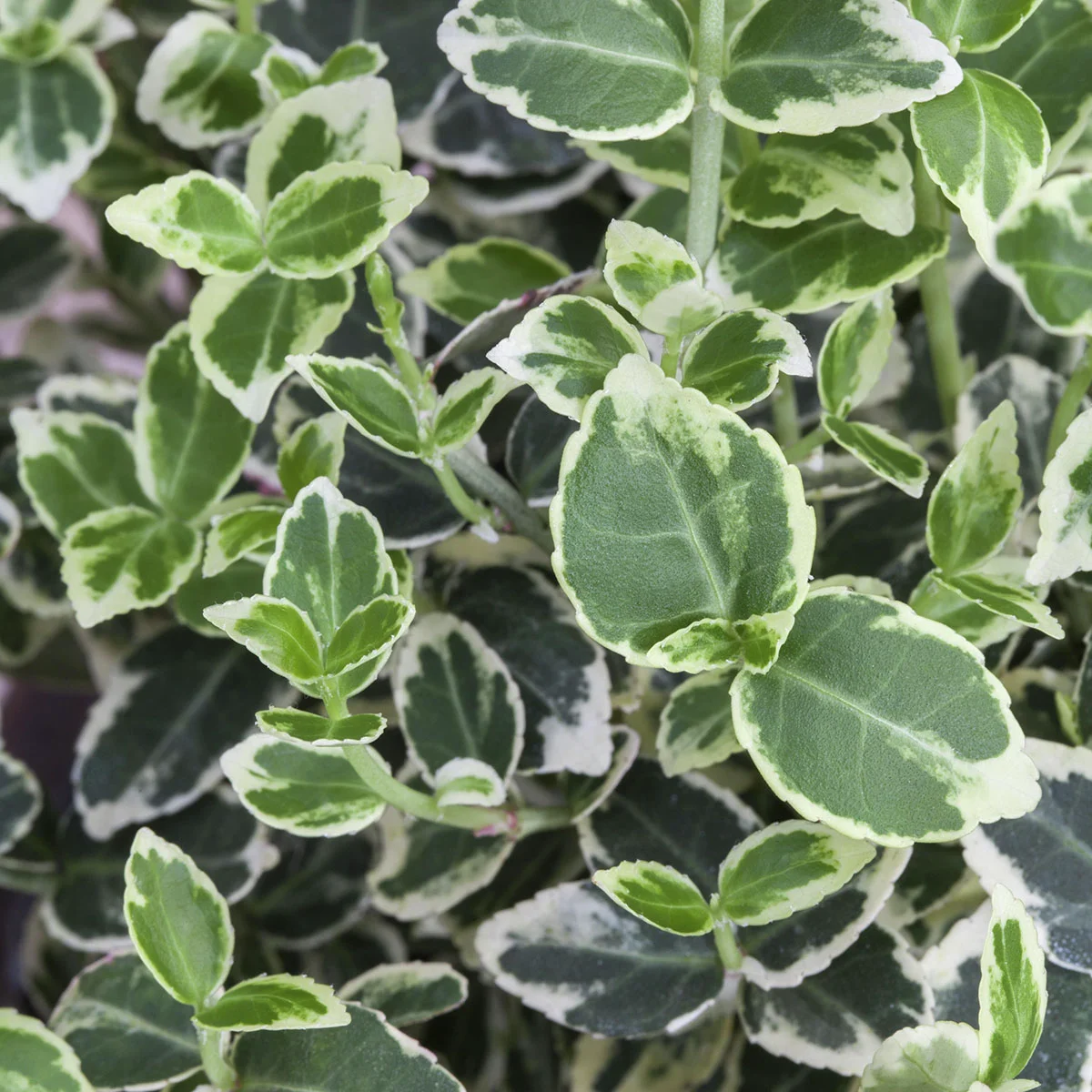 Spindelstrauch Emerald Gaiety