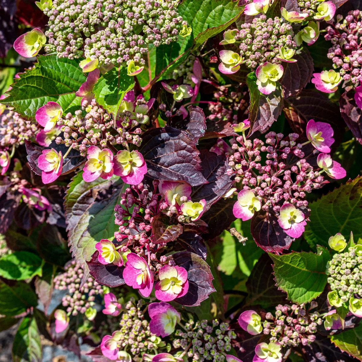 Tellerhortensie PROVEN WINNERS® Cotton Candy 