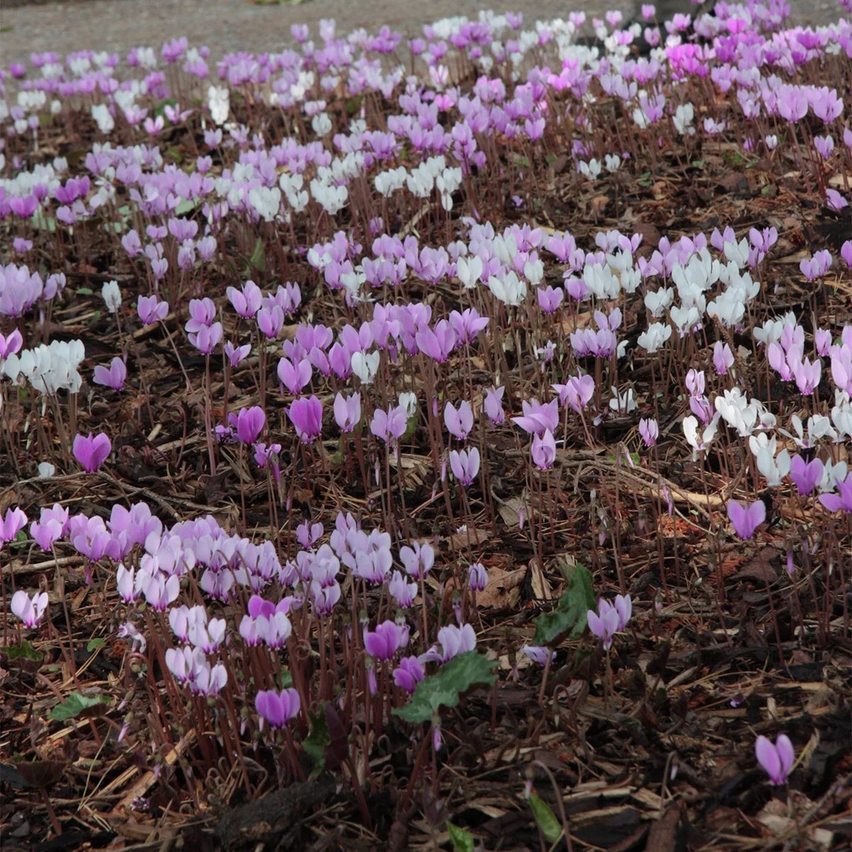 Herbst-Alpenveilchen, rosa