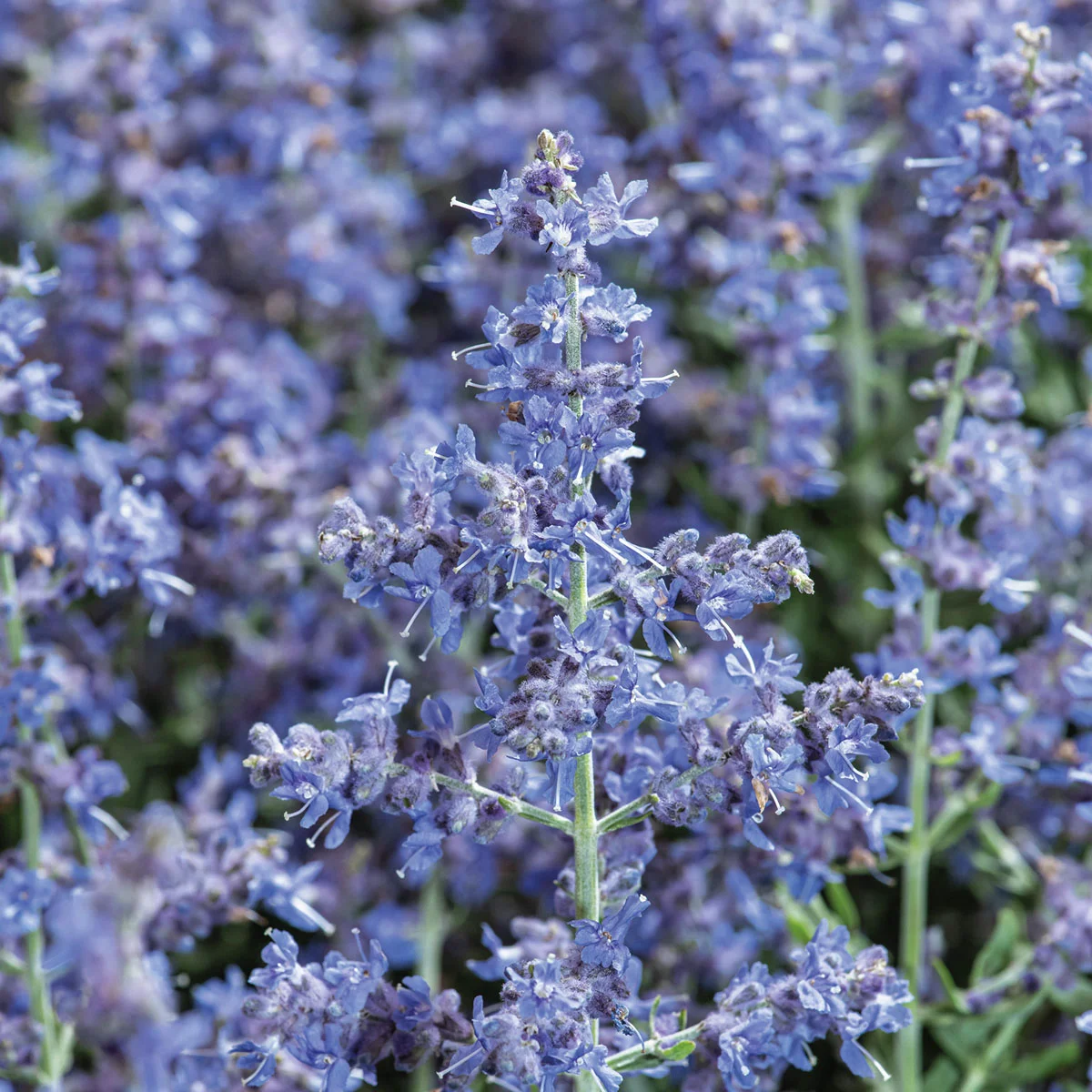 Blauraute Blue Steel