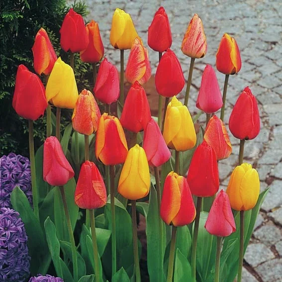 Darwin-Hybrid-Tulpen-Mischung