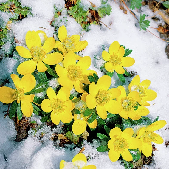Winterling Lenzbote