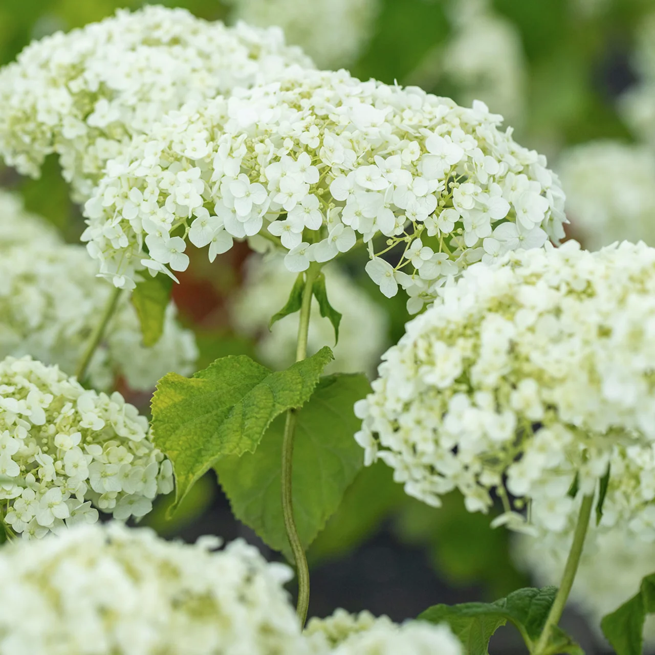 Schneeballhortensie Annabelle®, im ca. 9 cm-Topf