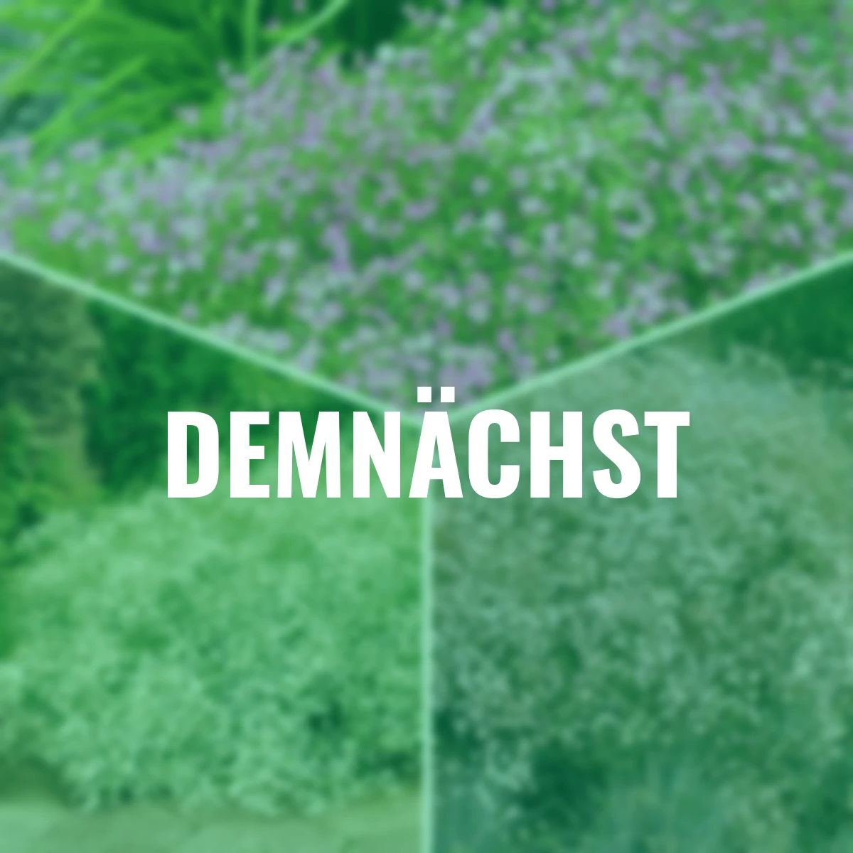 Stauden-Set Schleierkraut Trio