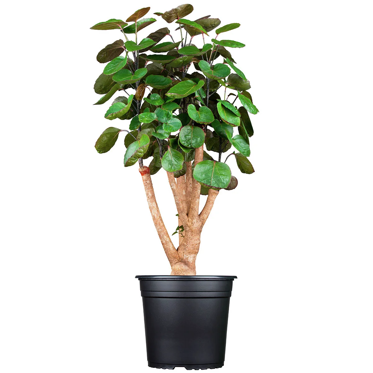Fiederaralie Fabian, Höhe ca. 80-90 cm
