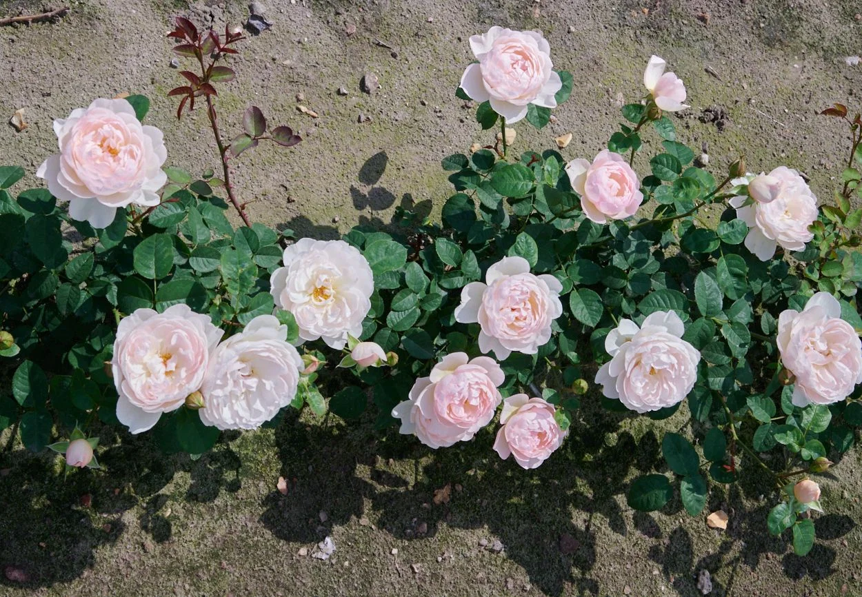 Englische Rose Gentle Hermione