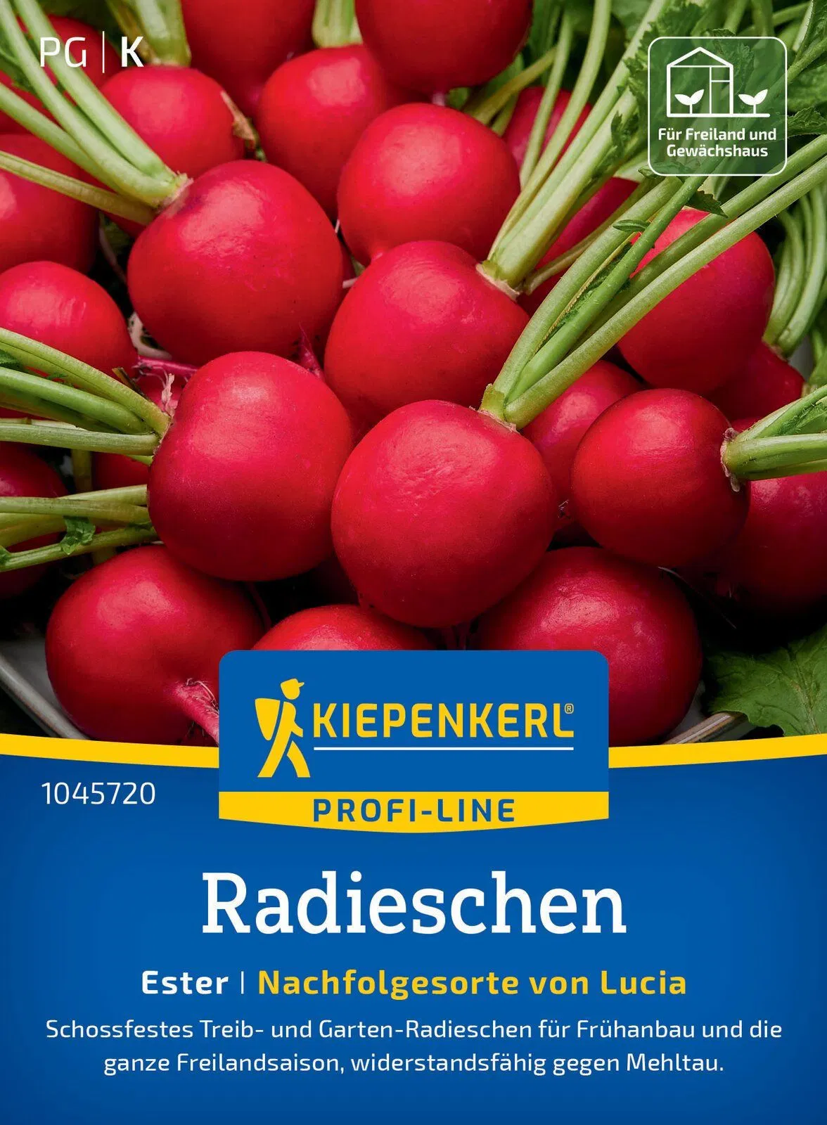 Radies Ester Nachfolgesorte von Lucia