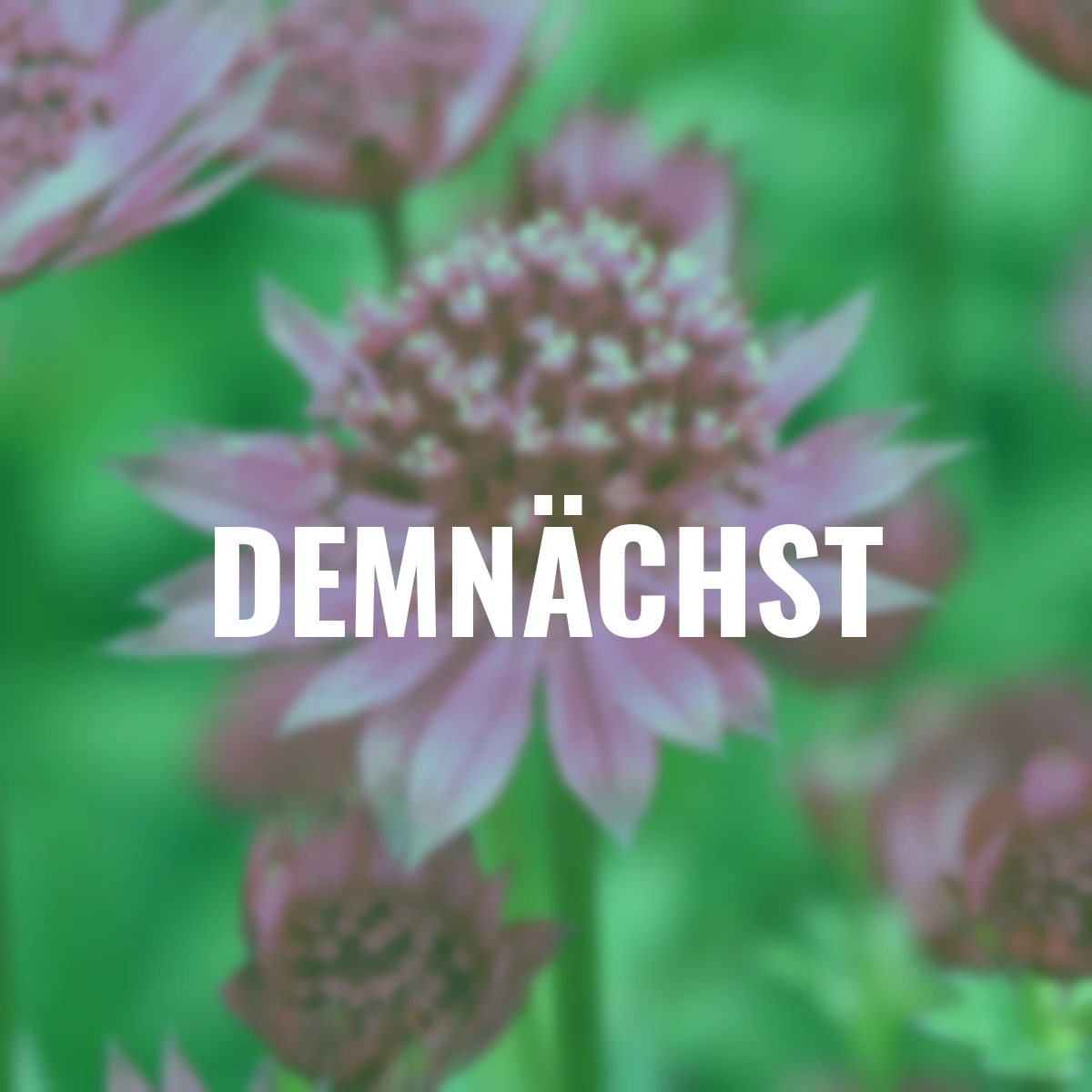 Große Sterndolde Pink Joyce