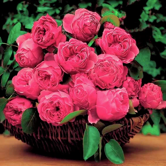 Beetrose Leonardo da Vinci, rosa, im ca. 23 cm-Topf