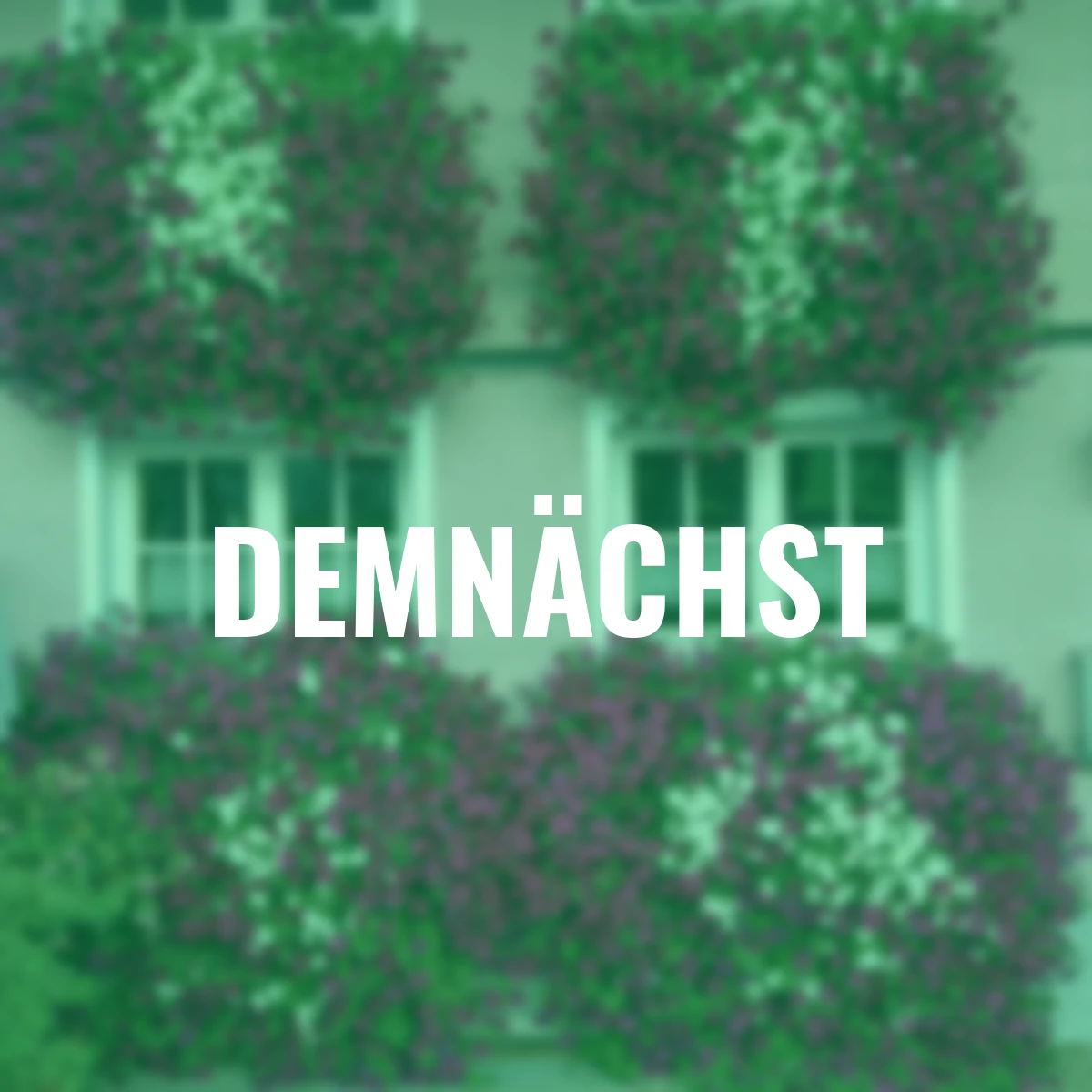 Sommerblumen-Set Riesenhängepetunien AlpeTunia®, violett-weiß, 6 Stück