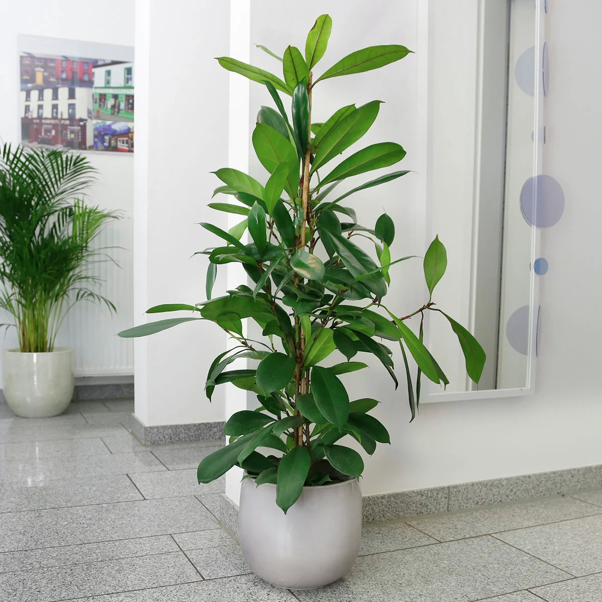 Afrikanischer Feigenbaum, im ca. 21 cm-Topf