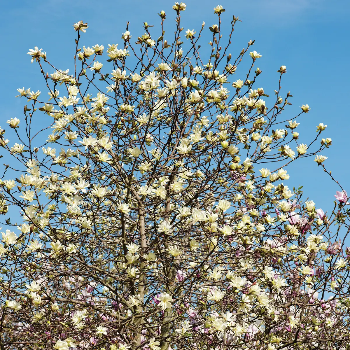 Tulpen-Magnolie Yellow Lantern