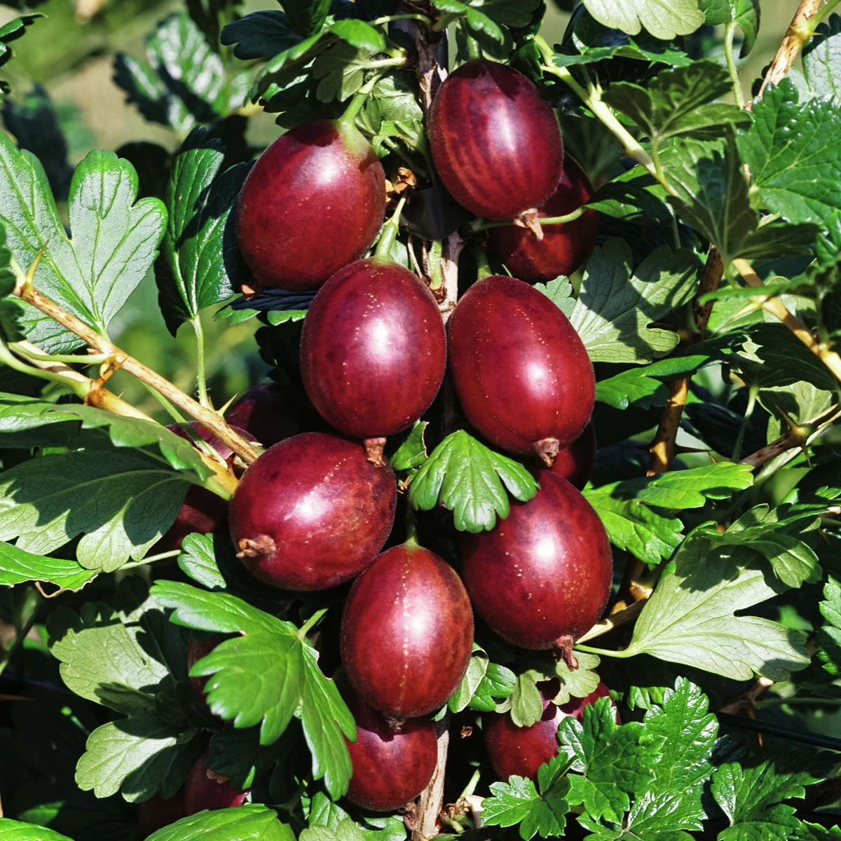 Stachelbeere Larell, Hochstamm