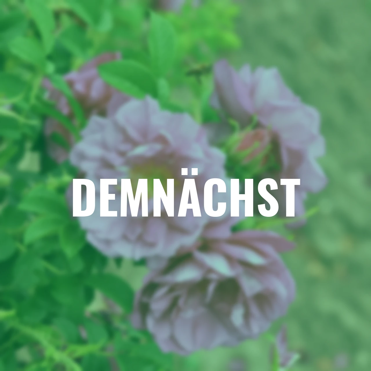 Duftrose Aromatic™ Aurora®, wurzelverpackt
